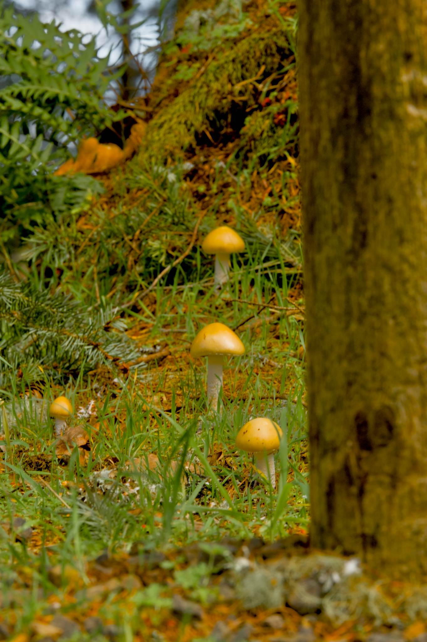 Mushrooms On A Stump - Photography by Gabe Murk